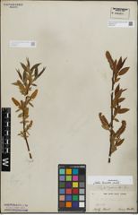 Foto von Salix lasiandra Benth.
